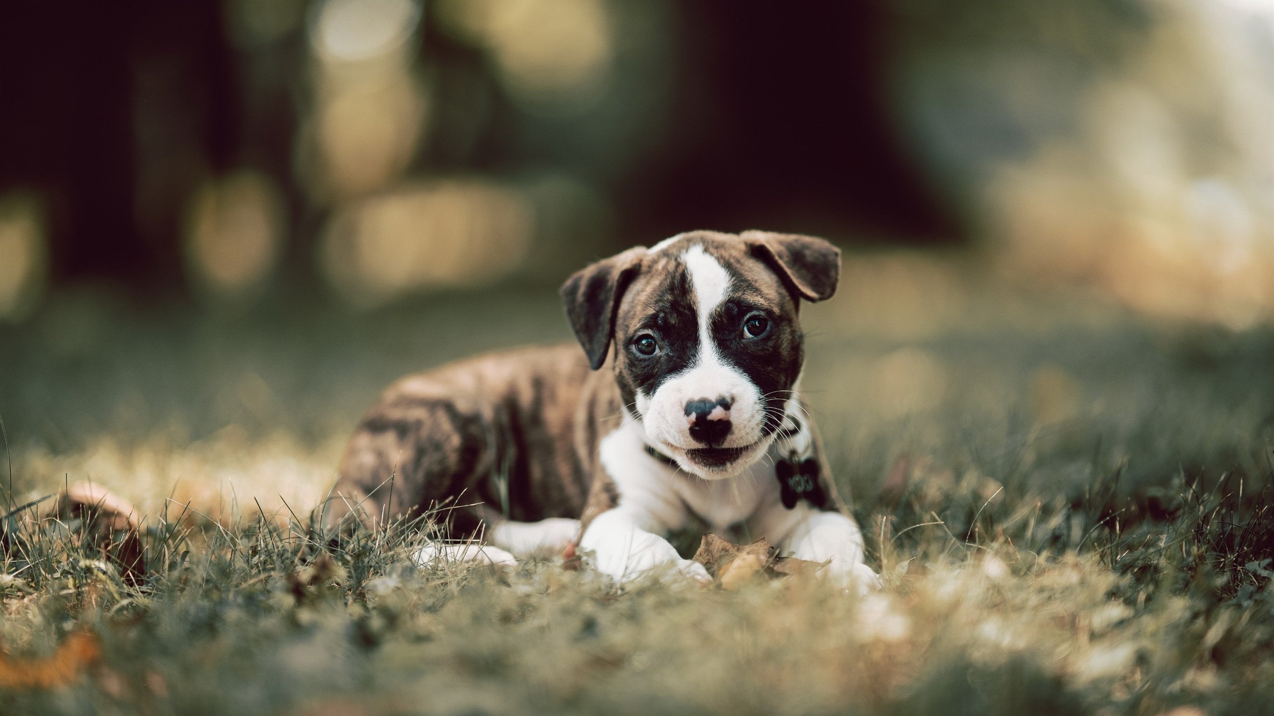 开云体育网页版-Dota 2 新秀选手表现抢眼，dota2新人物