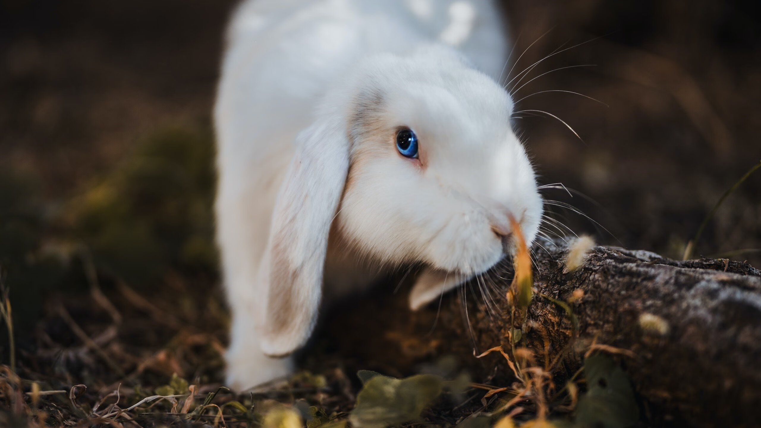 开云官方网站-《跨界合作报道：电竞产品厂商与传统品牌的战略合作》，电竞合作官宣