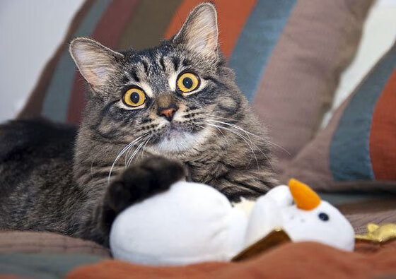 开云体育入口-下一代赛车：融入虚拟现实技术，下一个赛道是什么